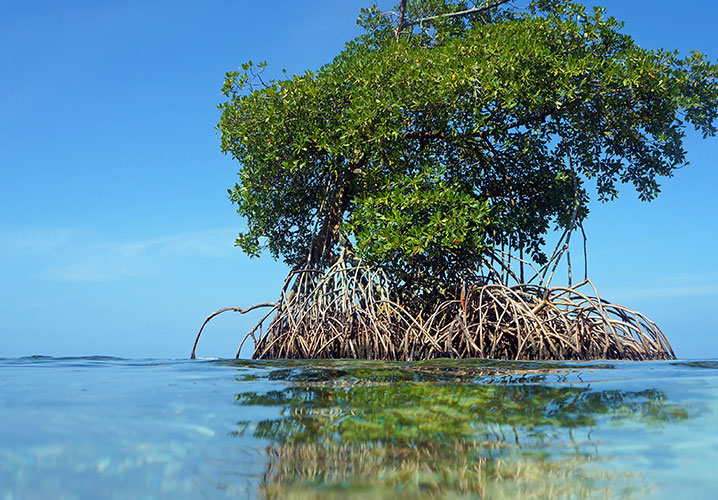 Ein großer Mangrovenbaum im klaren Wasser, strahlt Ruhe und Naturverbundenheit aus.